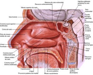 Desenho anatomico de um nariz mostrando onde ficam os cornetos nasais