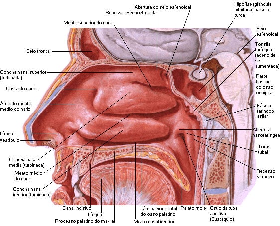 anatomia das conchas nasais